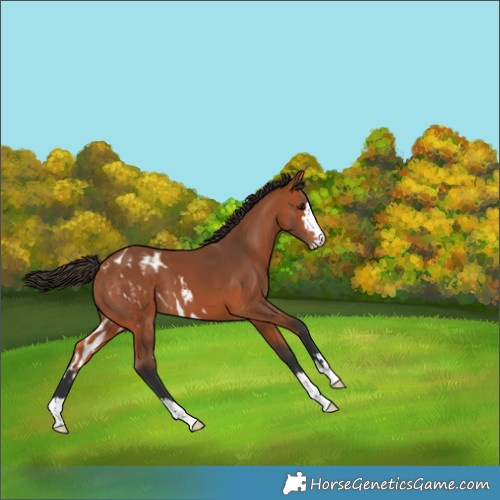 Horse Color:Bay Skewed Appaloosa 