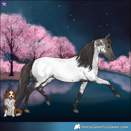 Horse Color:Grullo Appaloosa 