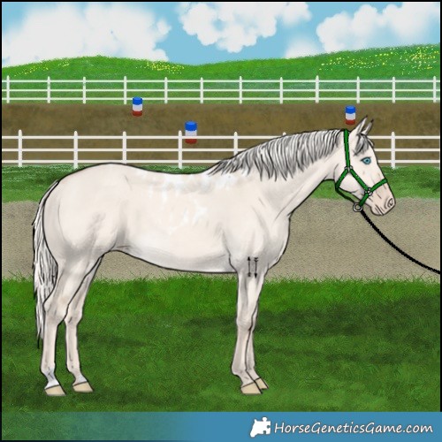 Horse Color:Cremello Dun Skewed Appaloosa Rabicano 