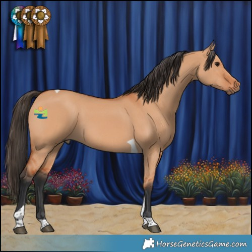 Horse Color:Bay Dun Tobiano 