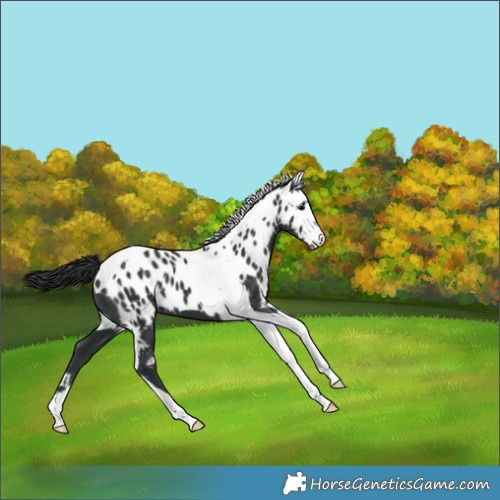 Horse Color:Black Tobiano Skewed LP Spotted 