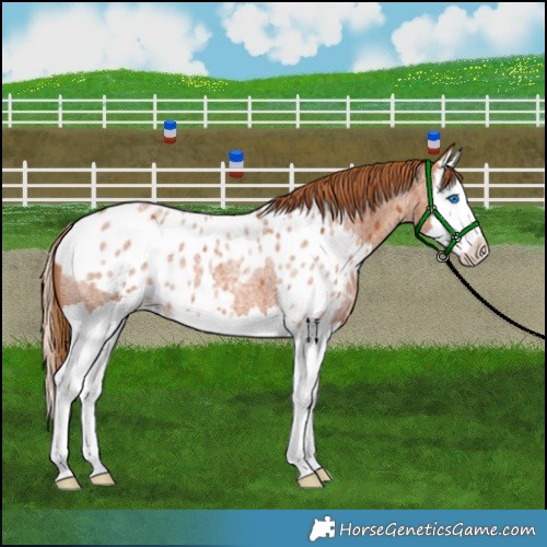 Horse Color:Red Roan Splash Skewed Appaloosa