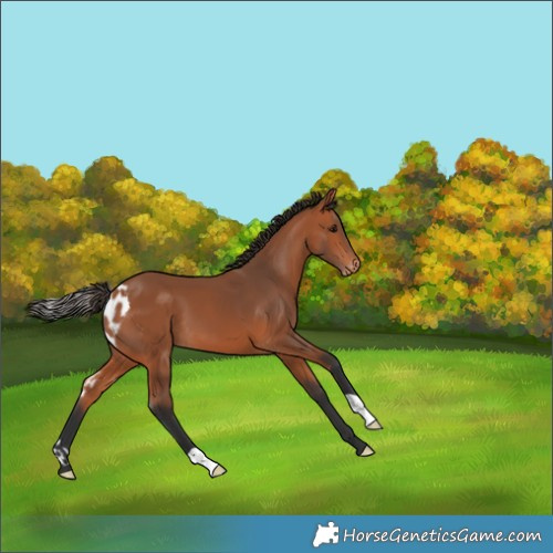 Horse Color:Bay Skewed Appaloosa 