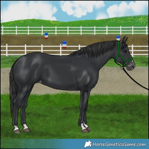 Horse Color:Black Skewed Appaloosa 