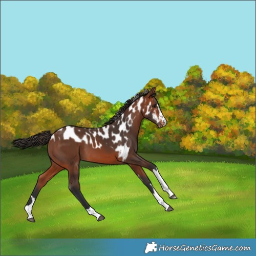 Horse Color:Bay Skewed Appaloosa 