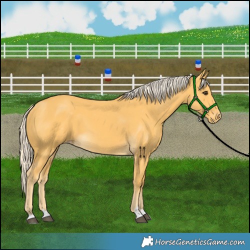 Horse Color:Palomino Skewed Appaloosa 