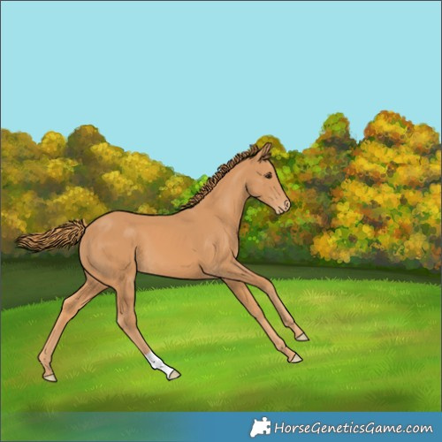 Horse Color:Chestnut Skewed Appaloosa 
