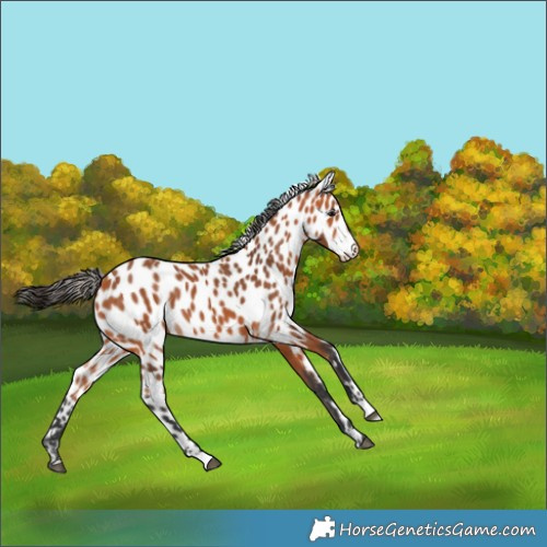 Horse Color:Bay Skewed Appaloosa 