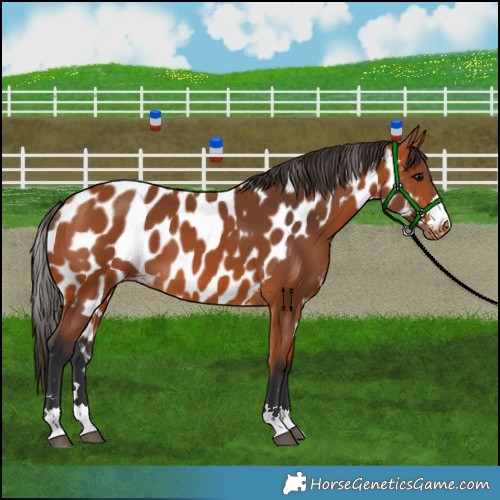 Horse Color:Bay Skewed Appaloosa 