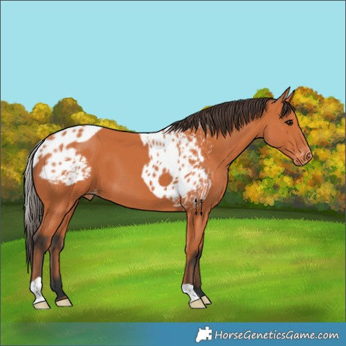 Horse Color:Bay Skewed Appaloosa 