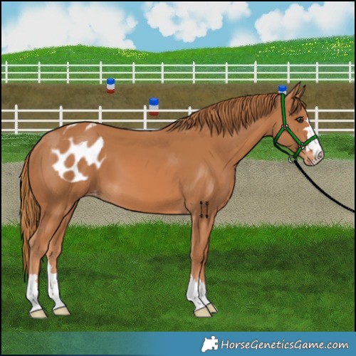 Horse Color:Chestnut Skewed Appaloosa
