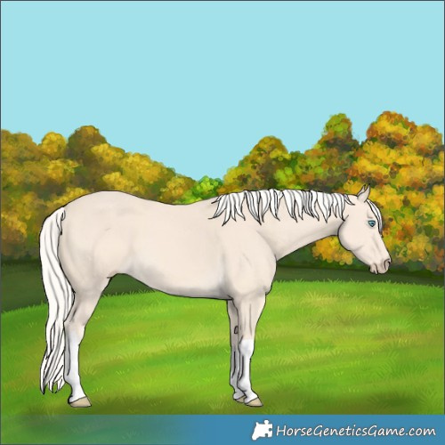 Horse Color:Cremello Tobiano 