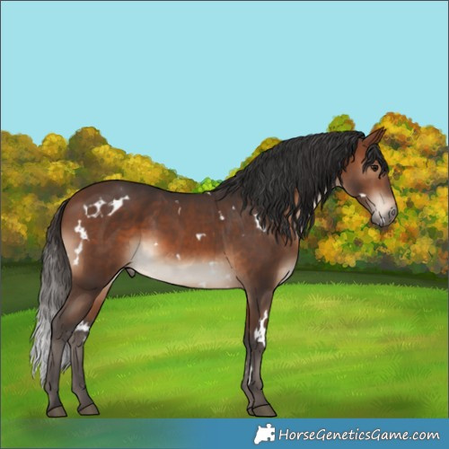Horse Color:White Spotted Brown 