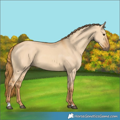 Horse Color:Red Dun 