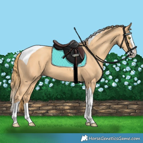 Horse Color:Gold Champagne Splash Tobiano 