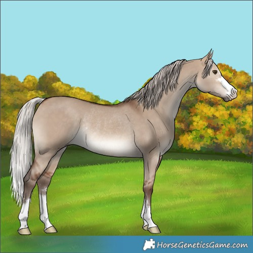 Horse Color:Silver Brown Dun Rabicano 