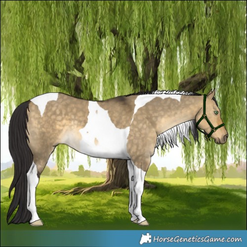 Horse Color:Buckskin Dun Tobiano