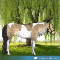 Horse Color:Buckskin Dun Tobiano 