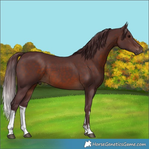 Horse Color:White Spotted Chocolate Brown 