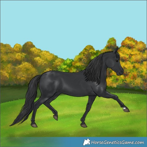 Horse Color:Black 