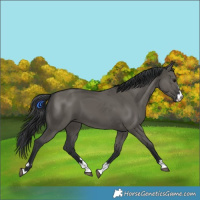 Horse Color:Grullo 