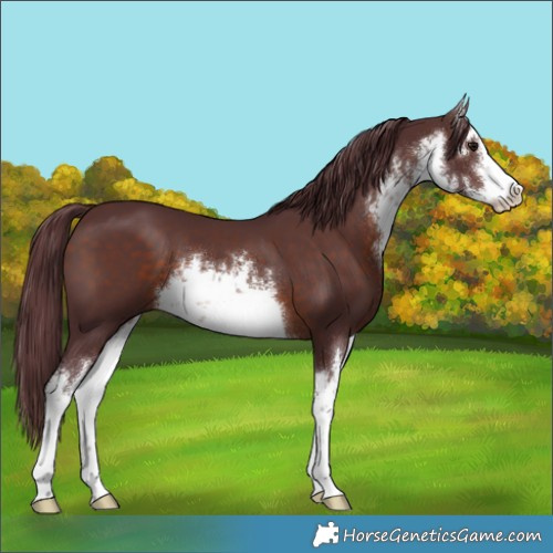 Horse Color:White Spotted Chocolate Brown 