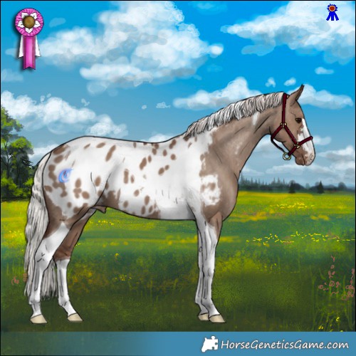 Horse Color:Silver Grullo Tobiano Appaloosa 