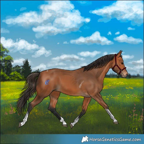 Horse Color:Bay Tobiano 
