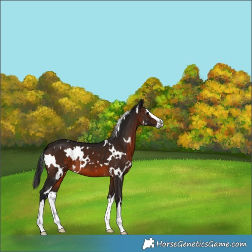 Horse Color:Gray White Spotted Brown Splash