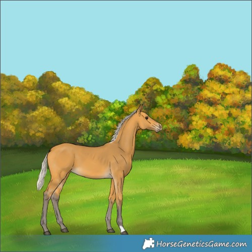Horse Color:Silver Buckskin 