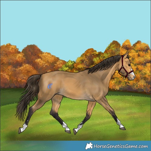Horse Color:Buckskin 