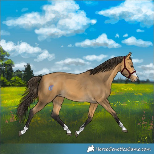 Horse Color:Buckskin 
