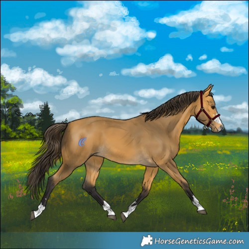 Horse Color:Buckskin 