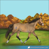 Horse Color:Buckskin 