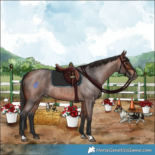Horse Color:Bay Roan 