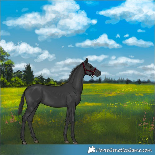 Horse Color:Black 