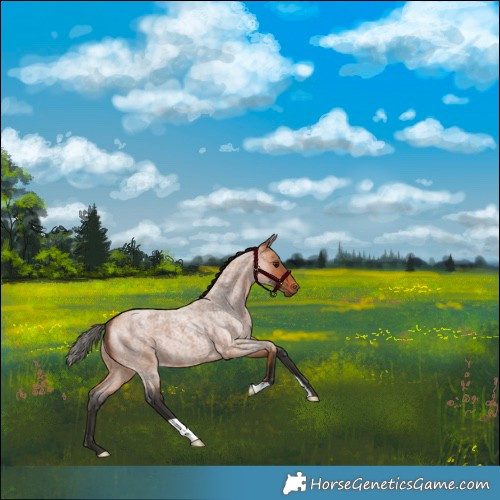 Horse Color:Bay Roan