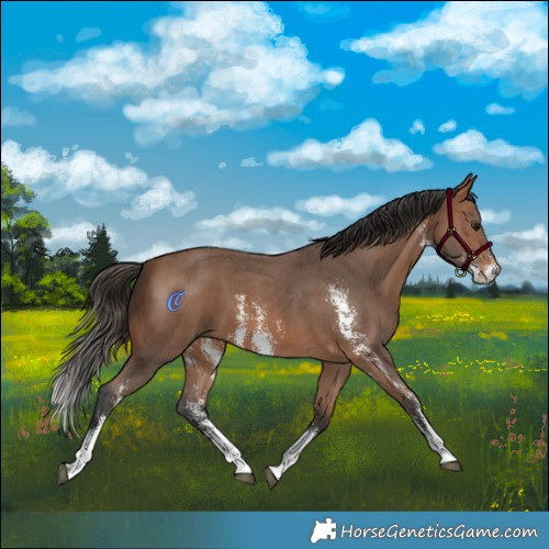 Horse Color:Bay Sabino 