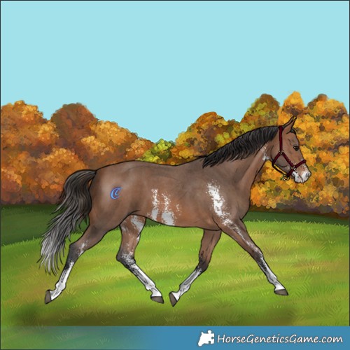 Horse Color:Bay Sabino 