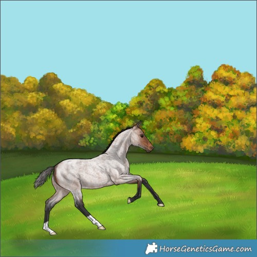 Horse Color:Bay Roan 