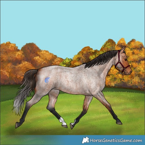 Horse Color:Bay Roan 