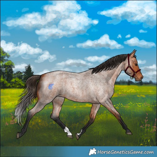Horse Color:Bay Roan 