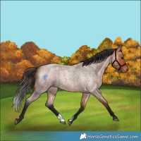 Horse Color:Bay Roan 