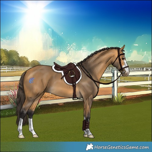 Horse Color:Buckskin 