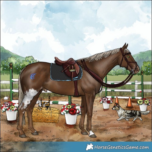 Horse Color:Chocolate Palomino Skewed Appaloosa 