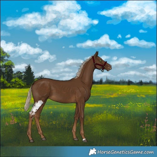 Horse Color:Chocolate Palomino Skewed Appaloosa 
