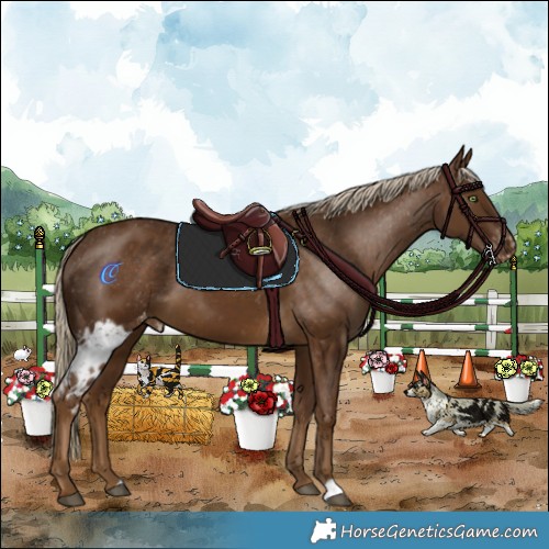 Horse Color:Chocolate Palomino Skewed Appaloosa