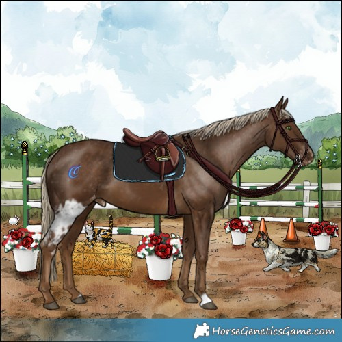 Horse Color:Chocolate Palomino Skewed Appaloosa 