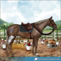 Horse Color:Chocolate Palomino Skewed Appaloosa 