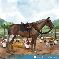 Horse Color:Chocolate Palomino Skewed Appaloosa 